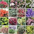 GrowOn Shrubs [x12] Small Garden Shrub Collection | Variety-Pack | Shrubs | Outdoor Garden Ready Plants | Varied Flowering | Varied Flowers
