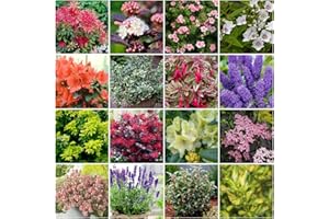 GROWON SHRUBS [x12] Small Garden Shrub Collection | Variety-Pack | Shrubs | Pot Plants