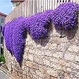 TOYHEART Semi Di Fiori Di Alta Qualità Da 500 Pezzi, Semi Di Crescione Resistenti Al Freddo Facili Da Piantare Semi Di Erbe V