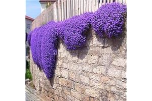 FOGCROLL 500 Pièces Graines de Cresson de Roche, Graines de Thym Serpolet Plante Vivace Couvre-Sol, Graine de Thym Rampant Violet, Faciles à Cultiver, Graine Fleurs à Semer pour Jardin et Balcon