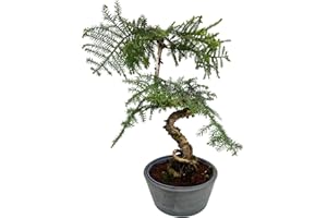 BONSAI LT Zimmerpflanze Araucaria Cunninghsmii P25 Bonsai