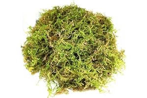 CONNECTION Musgo Natural Seco 200g Musgo Sphagnum Musgo para Plantas Sphagnum Moss Sustrato Orquideas Esfagno Musgo Vivo para Terrarios,Orquideas,Soporte Plantas,Bonsai,Reptiles,Decoración