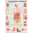 HP05S | TeachingNest | Digestive System Chart 70x100 cm | English | Human Physiology Chart | Synthetic | Wall Sticking [Wall Chart] teachingnest and Human Physiology Charts