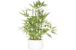 365 BLOOMING DECOR INC. 365 Blooming Decor 18 inch Tall White Potted Faux Bamboo Plant- Luxury Artificial Bamboo Tree in White Pot for Home, Office, Kitchen, Counter Top, Indoor Decor, Money Tree, Lucky Bamboo Tree.
