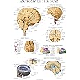 Palace Learning Brain Anatomy Poster - Laminated - Anatomical Chart of the Human Brain