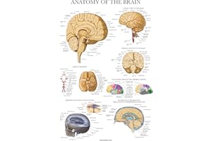 Palace Learning Brain Anatomy Poster - Laminated - Anatomical Chart of the Human Brain