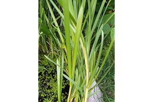 Haus & Garten 4 x Kalmus - 4 filtri per piante acquatiche e acquatiche