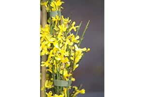 Jasmin d'hiver Nudiflorum C 3 Litres