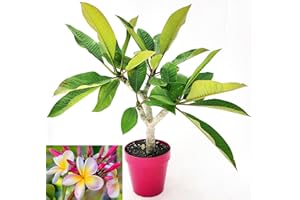 POWERS TO FLOWERS - PLUMERIA FRANGIPANI RAMIFICATA BIANCA CON OCCHIO GIALLO, altezza 45cm, vaso 16 cm diametro, pianta vera