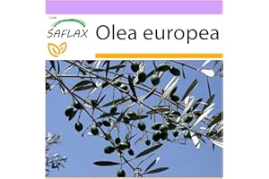 SAFLAX - Common Olive - 20 Seeds - Olea Europea