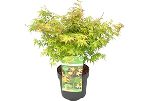 Bloomique - Acer Palmatum Little Princess - Acero Giapponese - Pianta da Giardino - Resistente al Freddo - Alta 50-70 cm - Vaso 19 cm
