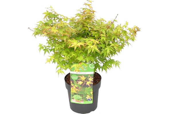 Bloomique - Acer Palmatum Little Princess - Érable du Japon - Plantes de jardin - Résistant au gel - Hauteur 50-70 cm - Pot 19 cm