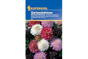 Kiepenkerl Gartenskabiosensamen Mammuth-Mischung 841 – Beliebte Freilandschnittblume - Inhalt für 30 Pflanzen - Blumensamen, Blumenwiese, Saatgut