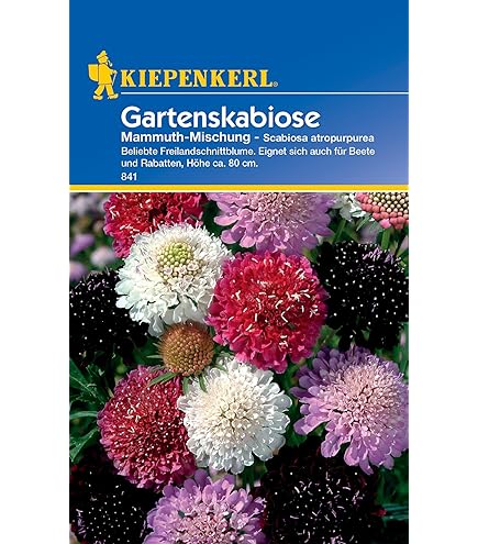 100 Stück Skabiose Samen - Mehrjährige Blumen Für Garten & Balkon