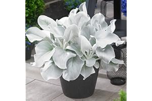 GardenersDream Senecio Angel Wings - Striking Evergreen Perennial & Flowering Garden Plant, Unique Silver Foliage with Outdoor Year-Round Interest - Drought Tolerant (10-20cm Incl. Pot)