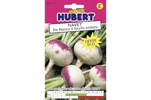 GRAINES HUBERT SEMENCES & ENGRAIS MAIROL Graines de Navet de Nancy à feuille entière - 12 grammes