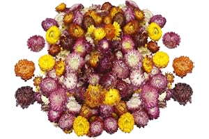 TenaLucy Höstdekoration, torkade blommor, bordsdekoration, torkade blommor för pyssel, heminredning, halldekoration och blomm