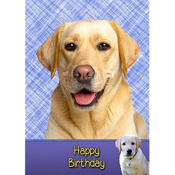 Golden Labrador Birthday Card 8 X5 5 Mix Match On 8 X5 5