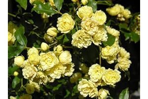 GORGEOUS GARDEN ROSES Rosa Banksia Lutea - 5.5lt Potted Rambling Garden Rose - Golden Yellow Blooms