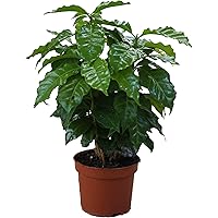 Echter Kaffee Pflanze, (Coffea arabica), Zimmer und Kübelpflanze, (1 Pflanze)