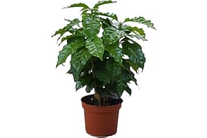 UNSERE-GAERTNEREI-MUELLER Echter Kaffee Pflanze, (Coffea arabica), Zimmer und Kübelpflanze, (1 Pflanze)