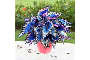Saterkali Semi di Fiori di Coleus per piantare Giardini, 100 Pezzi Semi di Fiori Forte vitalità Colore raro fiorente Coltivazione Facilmente a Crescita Rapida prolifico casa Bonsai Semi di Fiori di