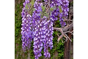 Luojuny Graines de glycine, 50 pièces/sac graines de glycine vivaces bien fleuries plantes grimpantes graines de fleurs de glycine violette pour parc Graines de Glycine Sinensis