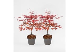 Plant in a Box - Palmatum 'Beni Maiko' - Set di 2 - Ao giapponese resistente all'inverno - Vaso 19cm - Altezza 60-70cm