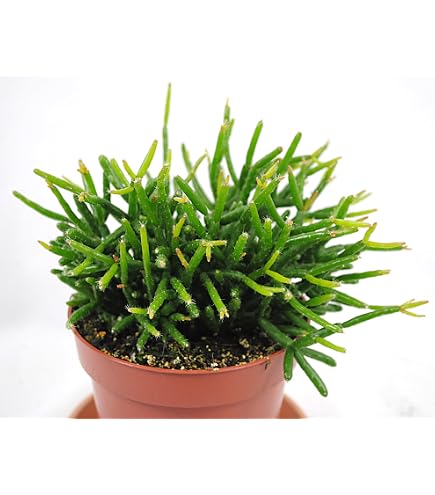 Rhipsalis baccifera Oasis - Korallenkaktus - im 12cm Topf - sukkulente  Zimmerpflanze : Amazon.de: Garten