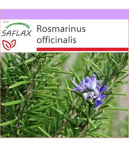 Semi Di Rosmarino Rosmarinus Officinalis - 0.3 G | Pianta Aromatica Per Carne E Ricette