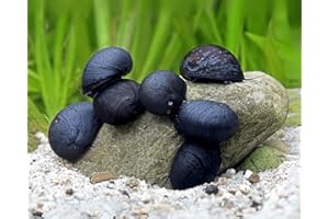 TEICH SCHNECKEN & MUSCHELN Garnelio - Coclea per casco in acciaio, numero 1, gruppo 6