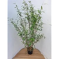 Bambus, Fargesia murielae Jumbo (Höhe: 150-160 cm), winterhart, immergrün + Dünger