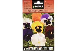 SEMILLAS BATLLE Batlle – Semi di Fiori – Viola del Pensiero Gigante in miscuglio