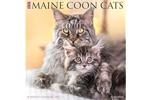 Maine Coon Cats 2025 Wall