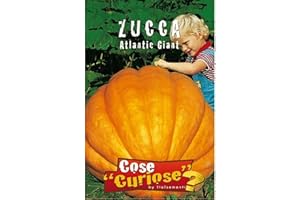 FLORIANA-BULBOSE ZUCCA Atlantic Giant (Cucurbita maxima duchesne)