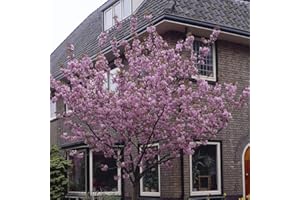 YOUGARDEN Flowering Cherry Tree Prunus 'Kanzan' Bare Root