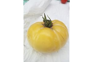 SVI 20 graines de BIO Brandywine JAUNE Tomate Rare Heirloom beefsteak non - OGM frais