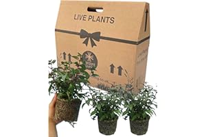 VERDANT LIVING Fuchsia 3 Large Garden Ready Plants - Well Rooted & Established 1ltr Pot Size Bedding to Plant Now, Adding Flower Colour to Containers, Baskets, Patios & Beds. Diva Cherry & White Colour