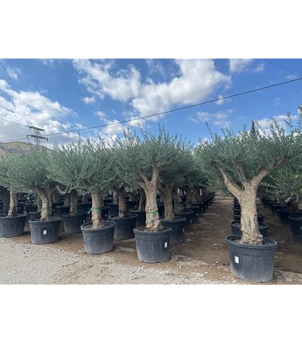 Olivenbaum picual 80 Jahre alt 80-100 cm Stammumfang, Olive, winterhart,  Olea Europaea : Amazon.de: Garten