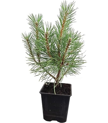 bonsai draht set Bonsai Variety Grow Kit