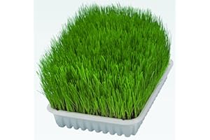 TRIXIE Erba per gatti 100 grammi