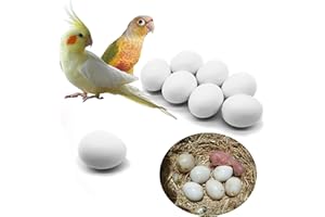 FOIBURELY 8 Pcs Solid Parrot Dummy Eggs Hatching Eggs Green Cheek, Lorikeet&Ringneck Dove, Quaker, Cockatiel. Trick The Birds to Stop Laying Eggs, Dummy Eggs
