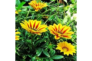 Oce180anYLVUK Semi di Gazania Rigens, 100 pezzi/borsa Gazania rigens Semi pieni di vitalità, alta germinazione, bonsai produttivi, tesoro decorativo, semi di fiori per la pianta Multicolore