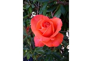 GIFTAPLANT Rose Alexander-Ideal Plant & Flower Gift for Birthday, Fathers Day, Personalised Gift for Dad,Grandad,Him,Father,Boy