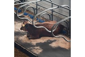 FLOORDIREKT Establo de Goma para la cría de Animales; Alfombrilla para Caballos, cuidadosa con Las articulaciones, Alfombrilla de Goma Antideslizante, Alfombrilla de protección para el Suelo (200 x 100 cm)