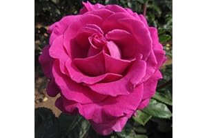 GORGEOUS GARDEN ROSES Chartreuse De Parme - 5.5lt Potted Hybrid Tea Garden Rose Bush - Fabulous Magenta Pink Blooms, Extremely Strong Sweet Rose Fragrance, Repeat Flowering