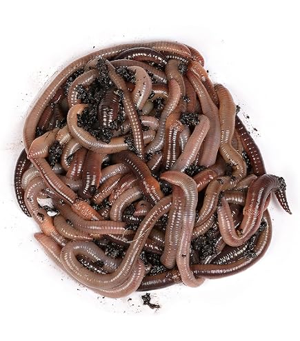 Einsteiger Wurmzucht - Starter-Set Mit 0,5 Kg Wurmm Produktbild-Vorschau 12