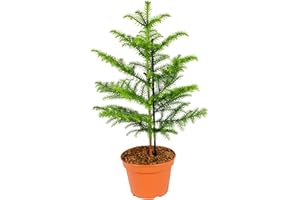 Bloomique - Araucaria Heterophylla - Araucaria de Norfolk - Plantes d’intérieur - Dépolluante - Sans danger pour les animaux - Hauteur 50-60 cm - Pot 17 cm