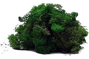 clorophilla. Lichene Nordico stabilizzato vegetale 100% Naturale Adatto per pareti, decori, terrari e arredo fonoassorbente -100g Verde