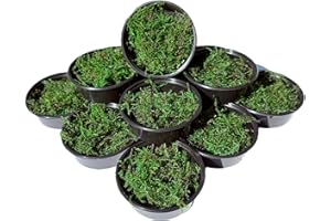 DAXTON-PLANT Java Musgo Taxiphyllum barbieri para acuario, planta acuática de agua dulce, decoración de camarones, Aquascaping